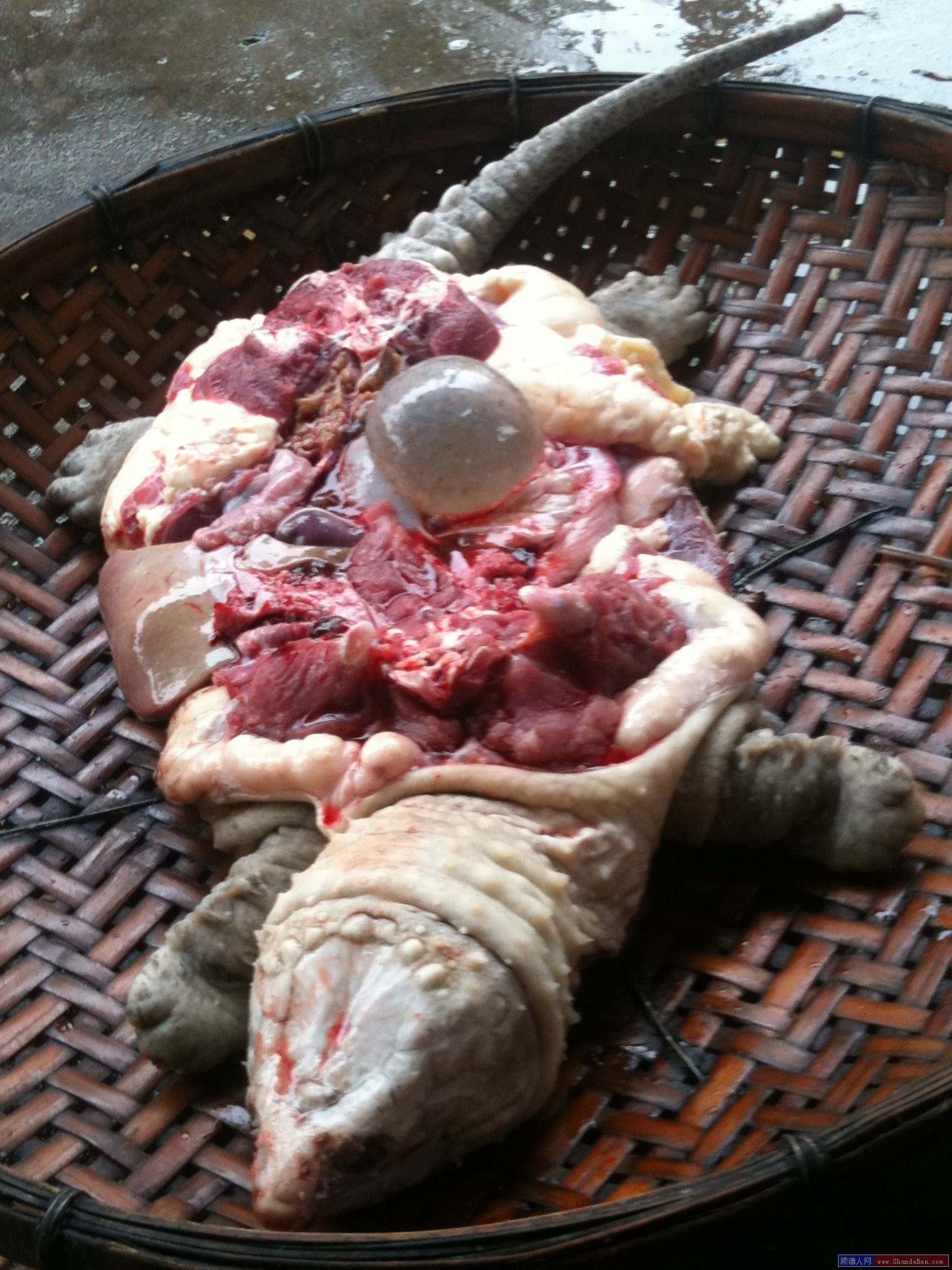 20斤大鳄龟要养多久,20斤超大鳄龟