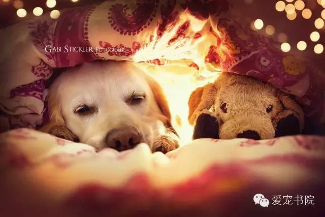 狗狗掉毛毛发不亮,怎样防止狗狗的毛褪色