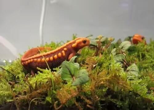 蝾螈养护,蝾螈的正确养殖方法