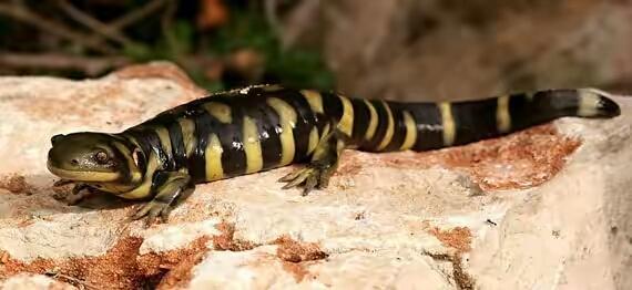 蝾螈养护,蝾螈的正确养殖方法