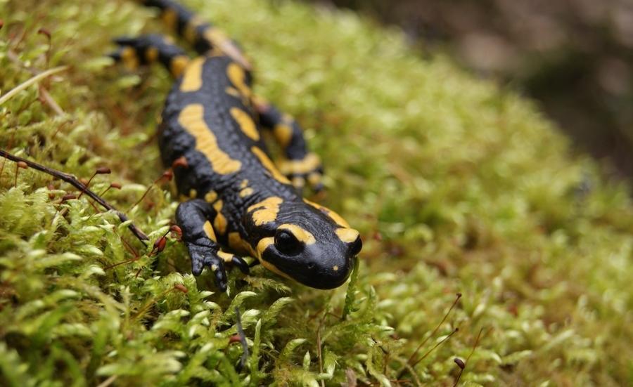 蝾螈养护,蝾螈的正确养殖方法