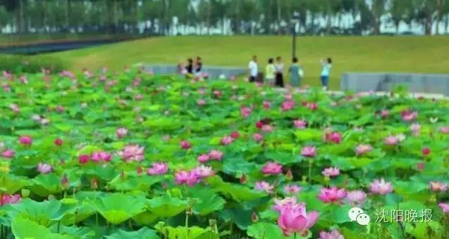 沈阳25条道路施工5条公交调整线路,沈阳新开通2条公交线路