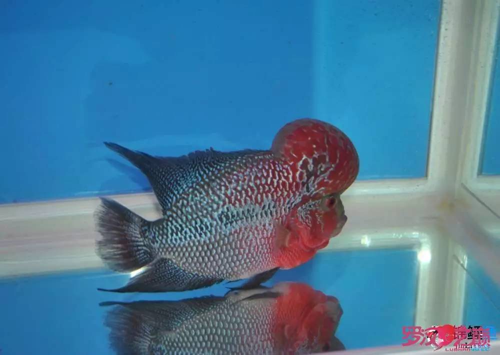 罗汉鱼烧尾用什么药好,罗汉鱼烧尾恢复过程