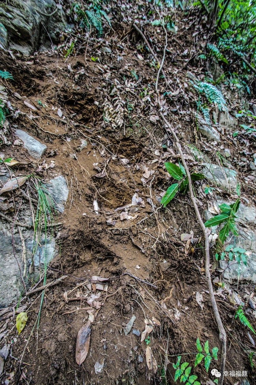 秘境杨梅,安吉杨梅溪