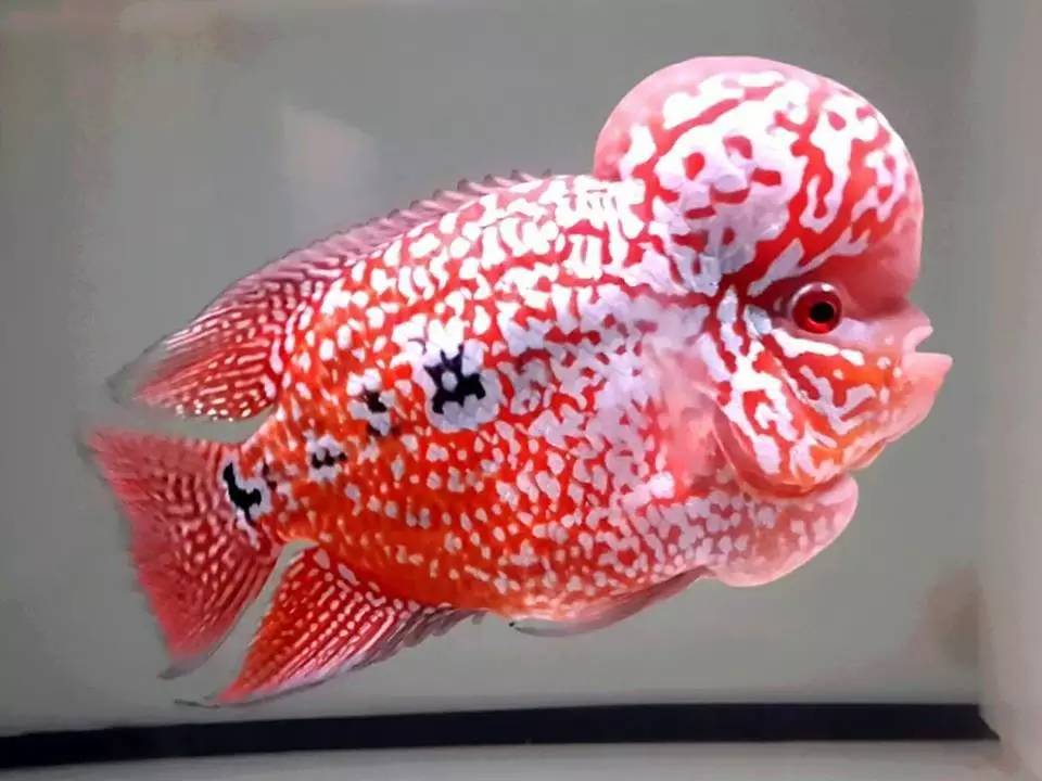 罗汉鱼挑食技巧,罗汉鱼挑食怎么回事