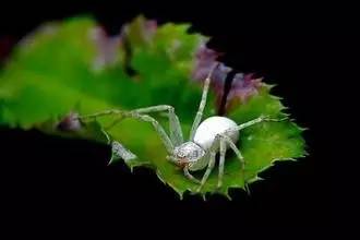 白蜘蛛爆发期用什么药,白蜘蛛爆发原因