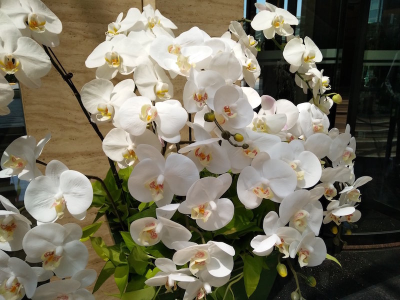 1600万柔光自拍照亮你的美vivox7,vivox7plus1600w像素柔光自拍