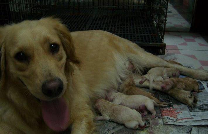 母狗生小狗里面有死胎怎么办,母狗生孩子为什么会吃掉幼崽