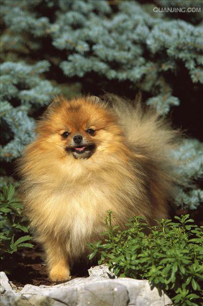 优秀的伴侣,博美犬的特点和习性