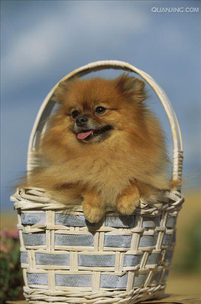 优秀的伴侣,博美犬的特点和习性