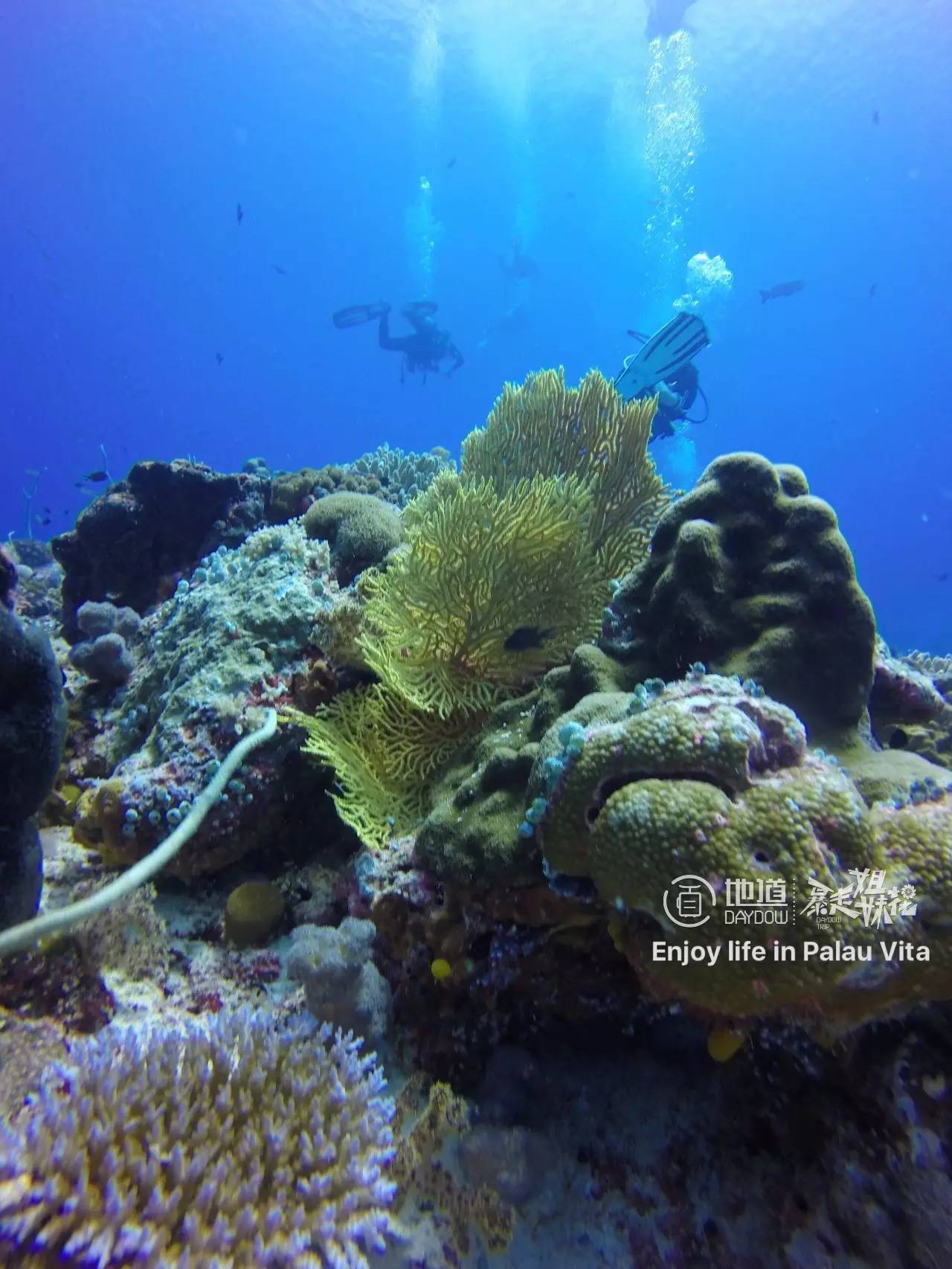 帕劳怎么玩,帕劳要准备什么