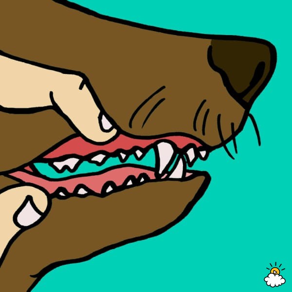 狗狗牙龈舌头发白是怎么回事,狗狗牙龈发炎吃甲硝唑吃几片