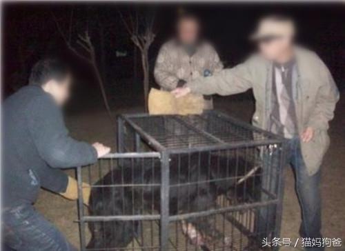 苦等主人的藏獒视频,苦等主人藏獒完整版