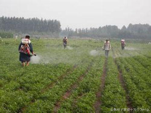 专治花生根腐病烂根死苗,花生死苗烂根怎样防治