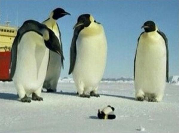 狗偷吃鸡爪糊弄主人,狗狗偷吃鸡爪完整视频