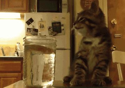 小猫咪做噩梦会出声吗,小猫咪不听话猫妈妈训它的声音