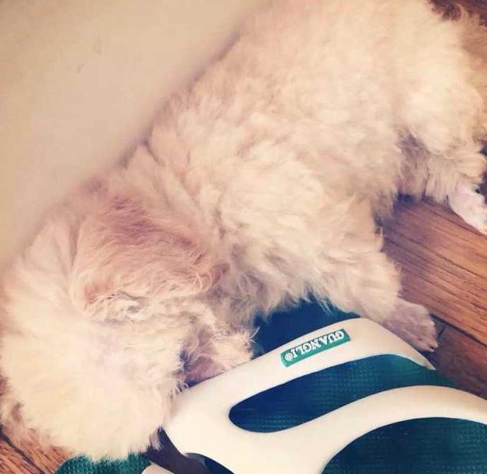 狗狗喜欢叼鞋子怎么办,狗狗老叼别人鞋子怎么办