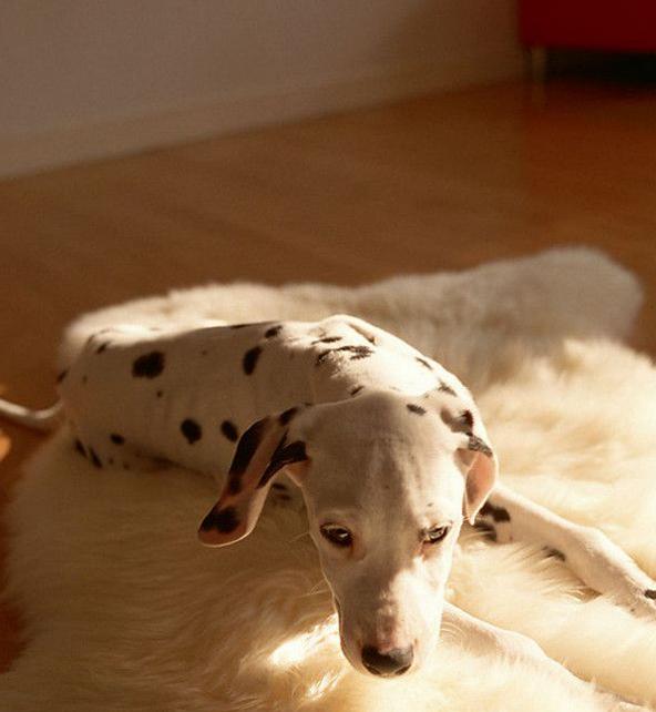 狗狗犬瘟热怎么治疗最快的方法,狗狗得了犬瘟热最佳治疗方法