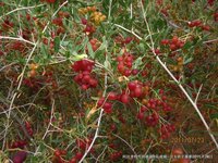 神奇的沙漠美丽的景观,神奇的物种沙漠生活