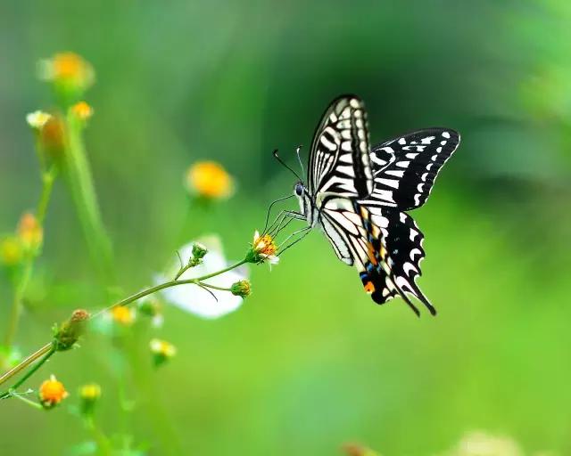 太原惊现史上最虐心的蝶萤文化节！爱我就带我去与蝶共舞、与萤作