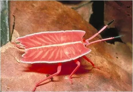 太原惊现史上最虐心的蝶萤文化节！爱我就带我去与蝶共舞、与萤作