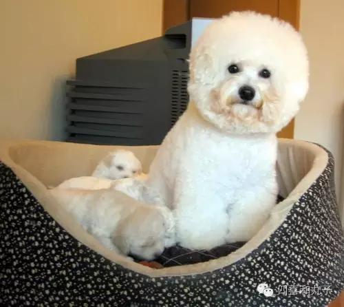 比熊选狗技巧,比熊怎么选才纯中