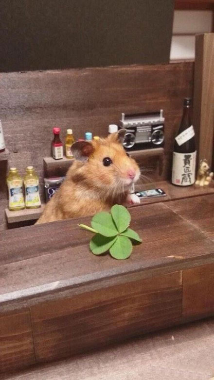 家里的仓鼠跑走了,家里的仓鼠跑出来了会躲在哪里