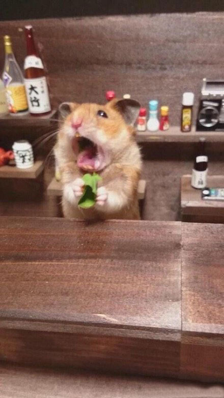 家里的仓鼠跑走了,家里的仓鼠跑出来了会躲在哪里