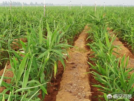 生姜种植技术怎么施肥视频,生姜种植技术和施肥方法视频