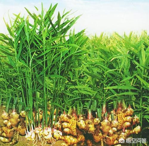 生姜种植技术怎么施肥视频,生姜种植技术和施肥方法视频