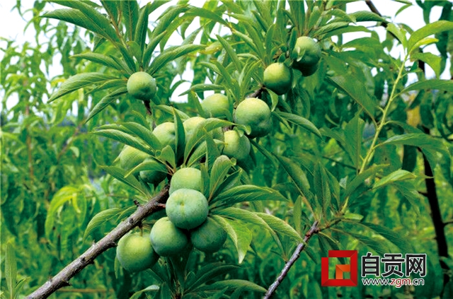 渔溪李子采摘节,朝阳桥李子采摘节