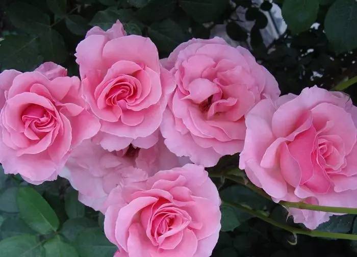 你是不是正宗的淮南人！一道题就能证明！