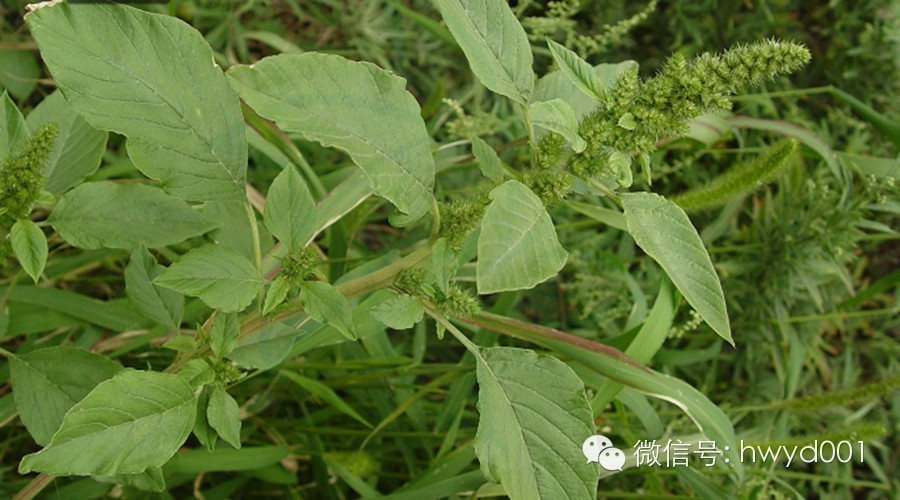 玉米田阔叶杂草怎么除,玉米田禾本科杂草怎么除