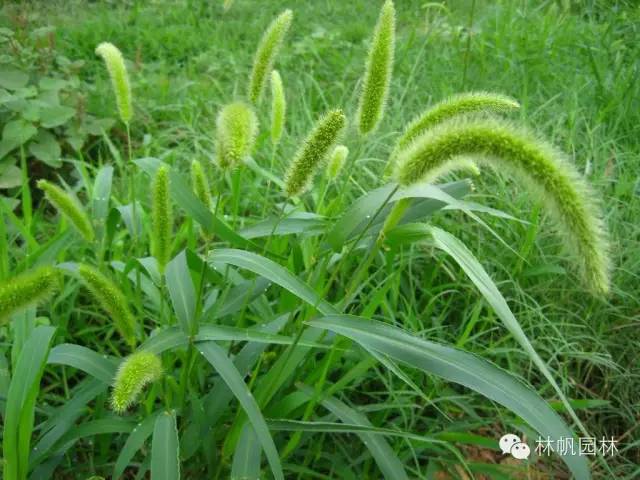 玉米田阔叶杂草怎么除,玉米田禾本科杂草怎么除