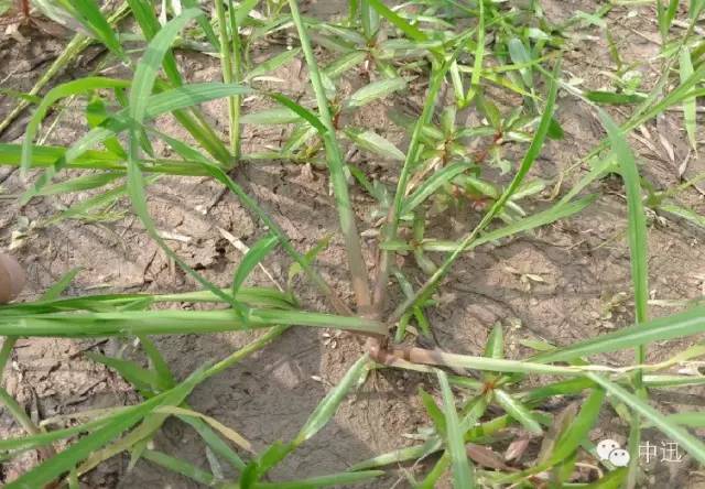 玉米田阔叶杂草怎么除,玉米田禾本科杂草怎么除