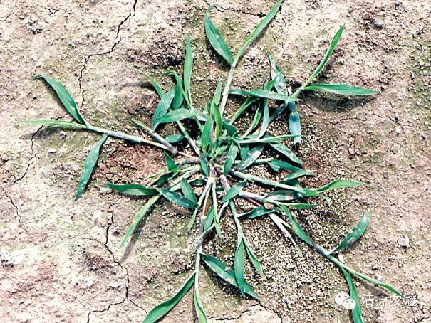 玉米田阔叶杂草怎么除,玉米田禾本科杂草怎么除