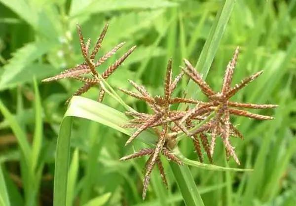 玉米田阔叶杂草怎么除,玉米田禾本科杂草怎么除