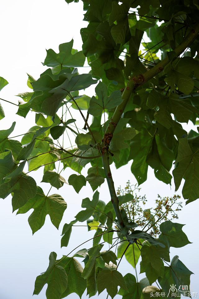 梧桐树真的能招来凤凰吗,梧桐树真的能引来凤凰吗