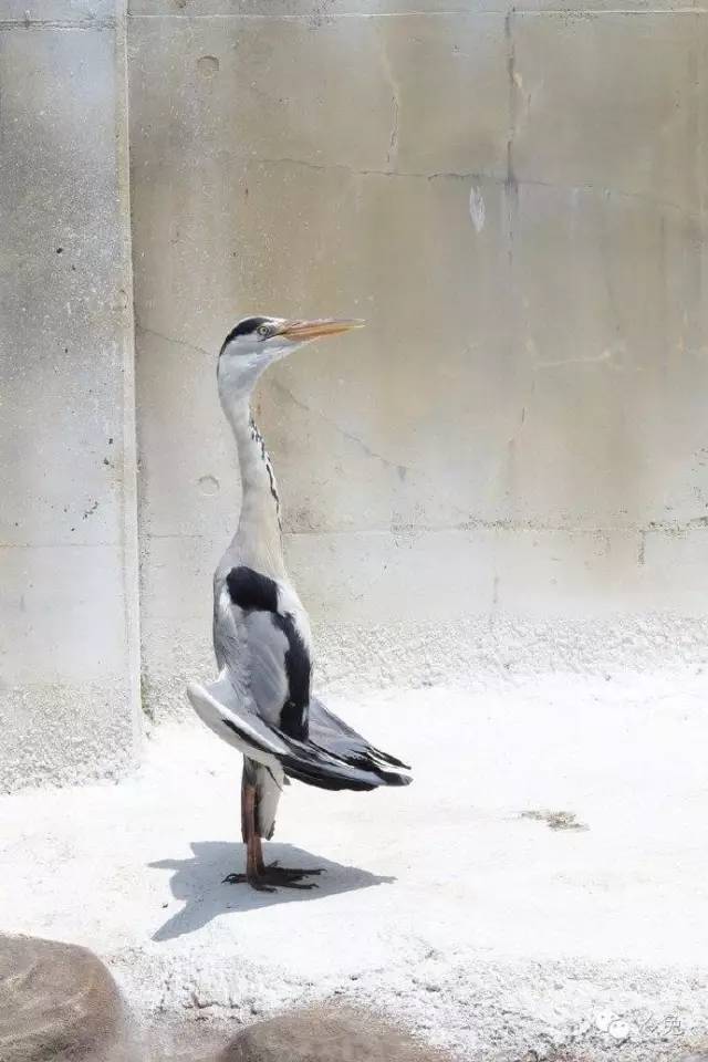 狗狗偷吃37包鸡爪,狗狗偷吃被发现瑟瑟发抖