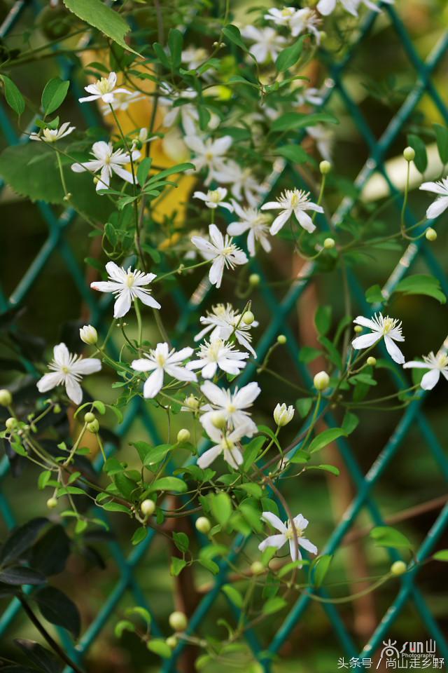 开满山野的它有“藤本花卉皇后”之称，可治虫蛇咬伤！