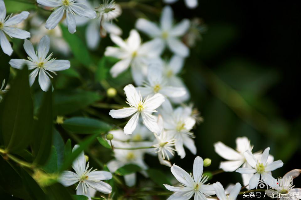 开满山野的它有“藤本花卉皇后”之称，可治虫蛇咬伤！