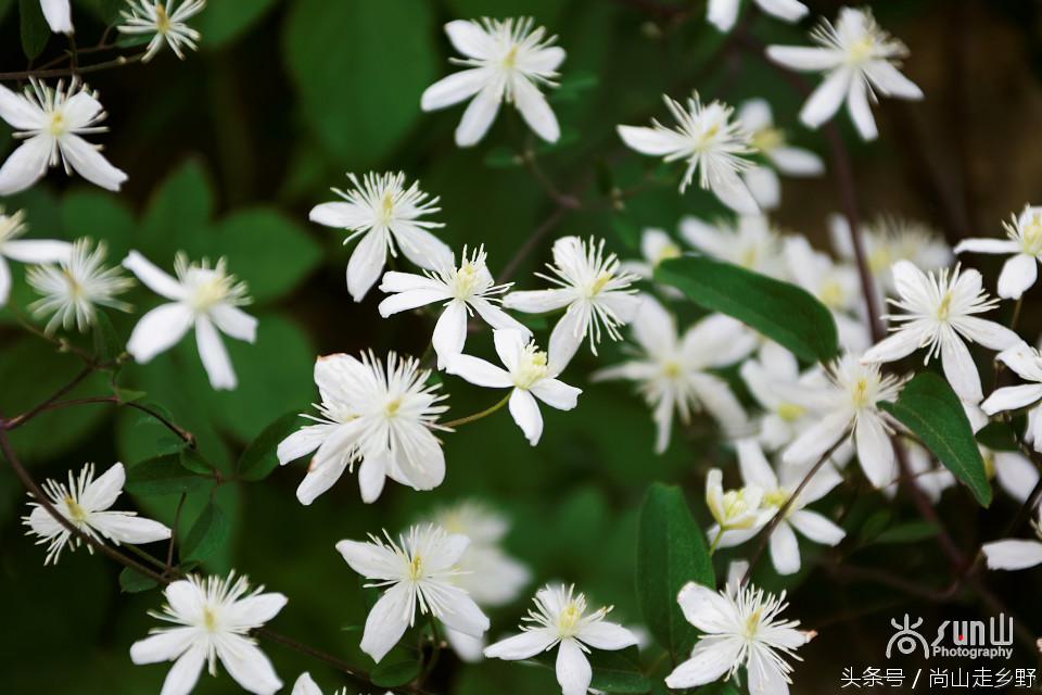 开满山野的它有“藤本花卉皇后”之称，可治虫蛇咬伤！