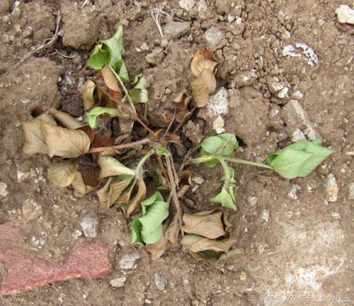 专治花生根腐病烂根死苗,花生死苗烂根怎样防治