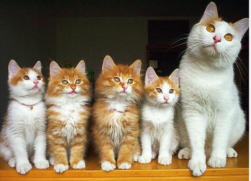 小猫咪做噩梦会出声吗,小猫咪不听话猫妈妈训它的声音