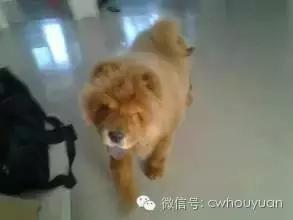 天气热了狗狗不爱吃饭,狗狗不爱吃饭用什么药