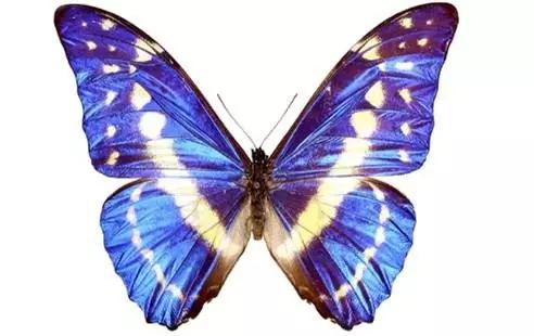 太原惊现史上最虐心的蝶萤文化节！爱我就带我去与蝶共舞、与萤作