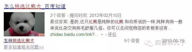 比熊选狗技巧,比熊怎么选才纯中