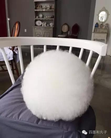 比熊选狗技巧,比熊怎么选才纯中