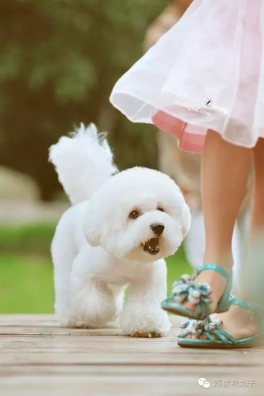 比熊选狗技巧,比熊怎么选才纯中