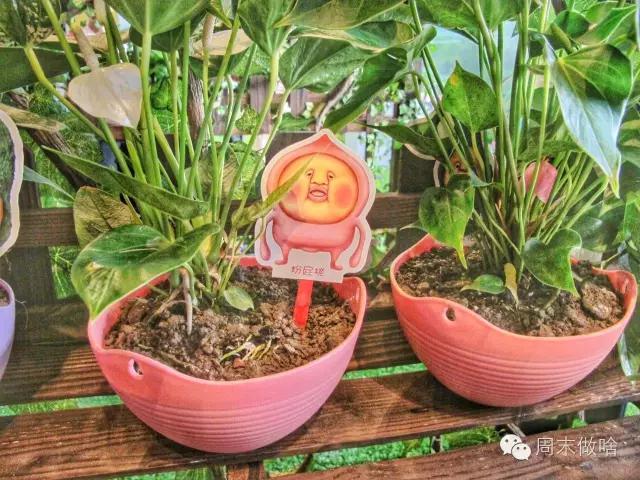 传说中的“丑萌界”鼻祖屁桃君，它终于来魔都啦！